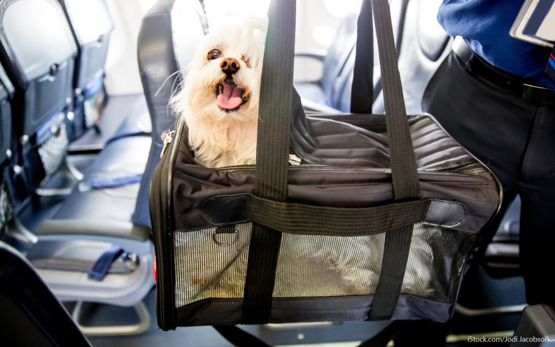 Pet Travel Fees Pet Travel Fees