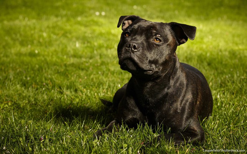 The 30 most expensive dog breeds to own — VIDEO | Business