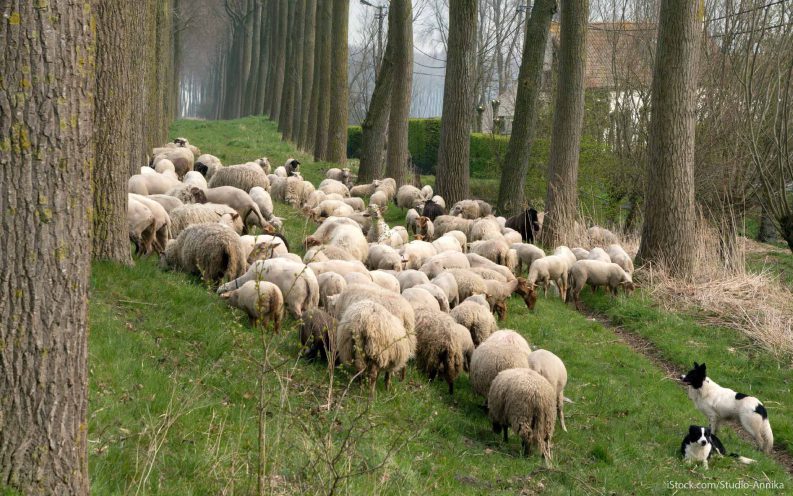Virginia Sheep Tax Virginia Sheep Tax