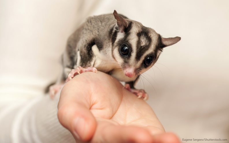 exotic pets exotic pets