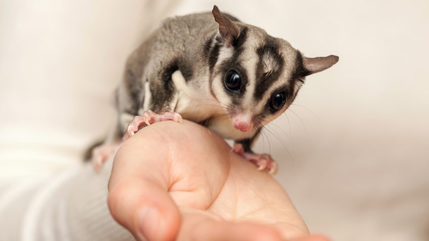 exotic pets exotic pets
