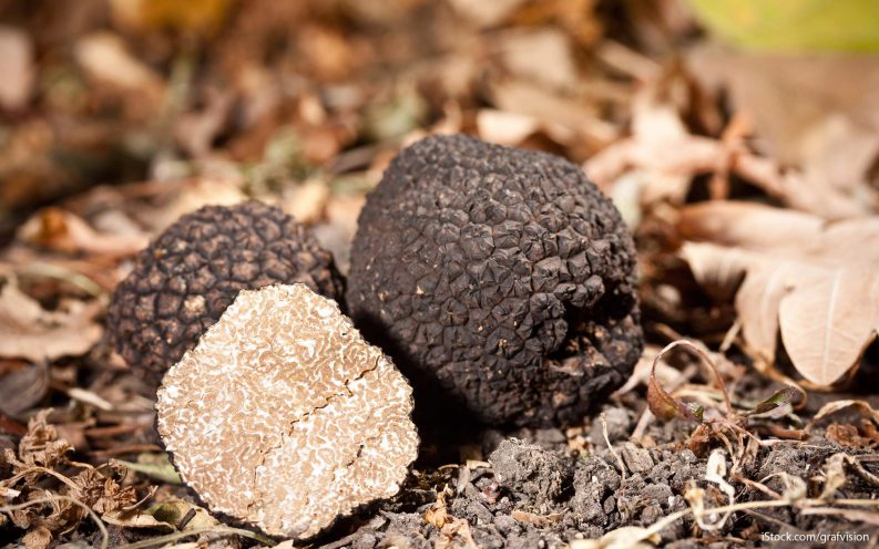 truffle hunting truffle hunting