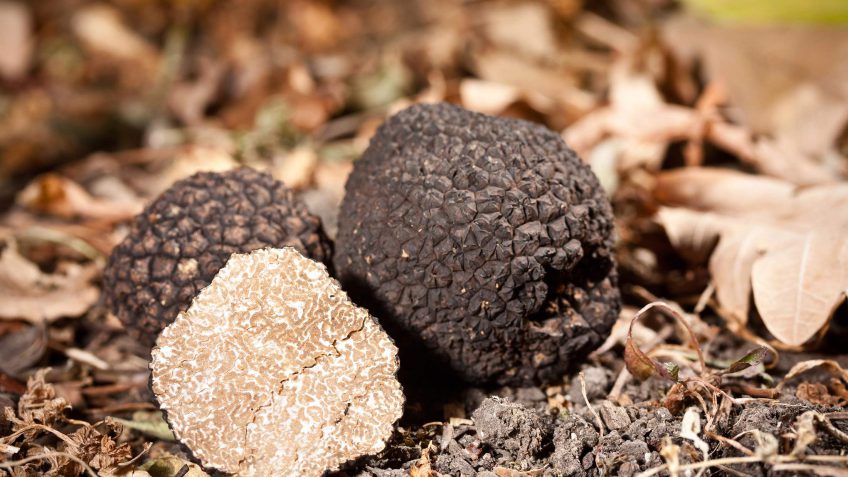truffle hunting truffle hunting
