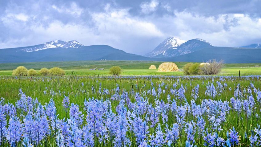 Montana real estate