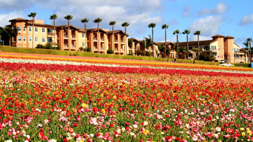 California real estate