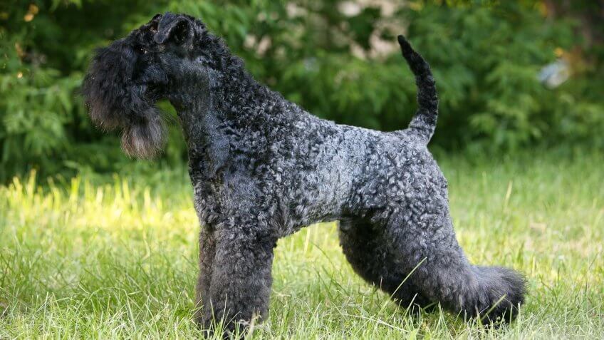 Kerry Blue Terrier