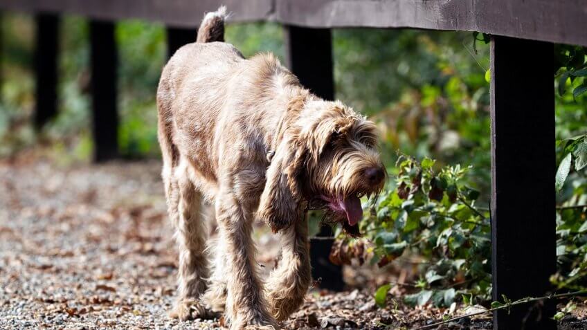 Spinone Italiano