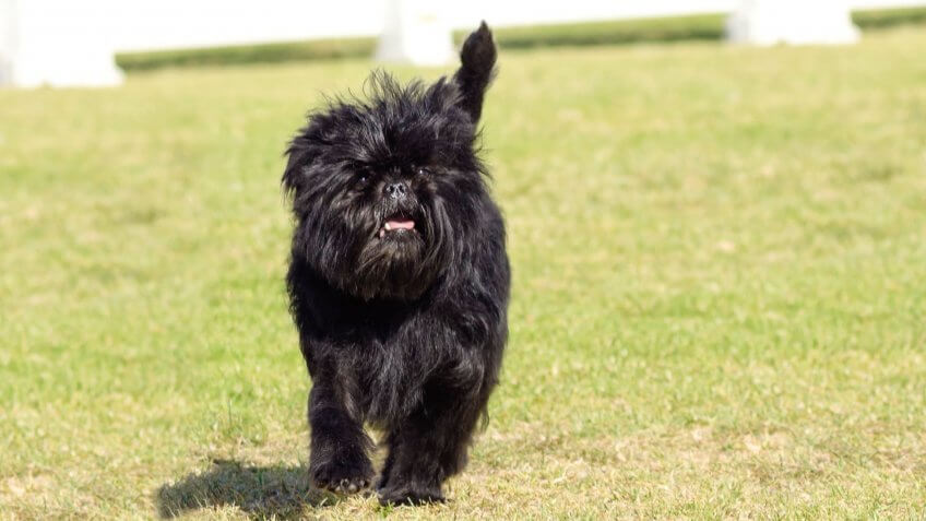 Affenpinscher dog