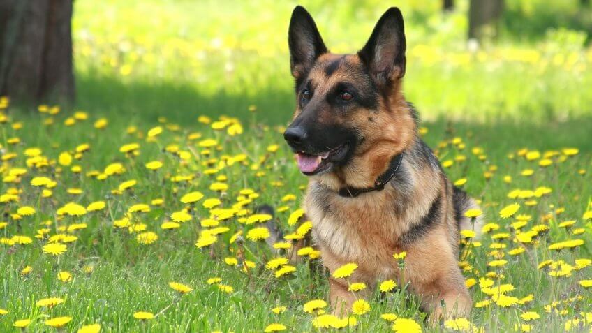 German Shepherd