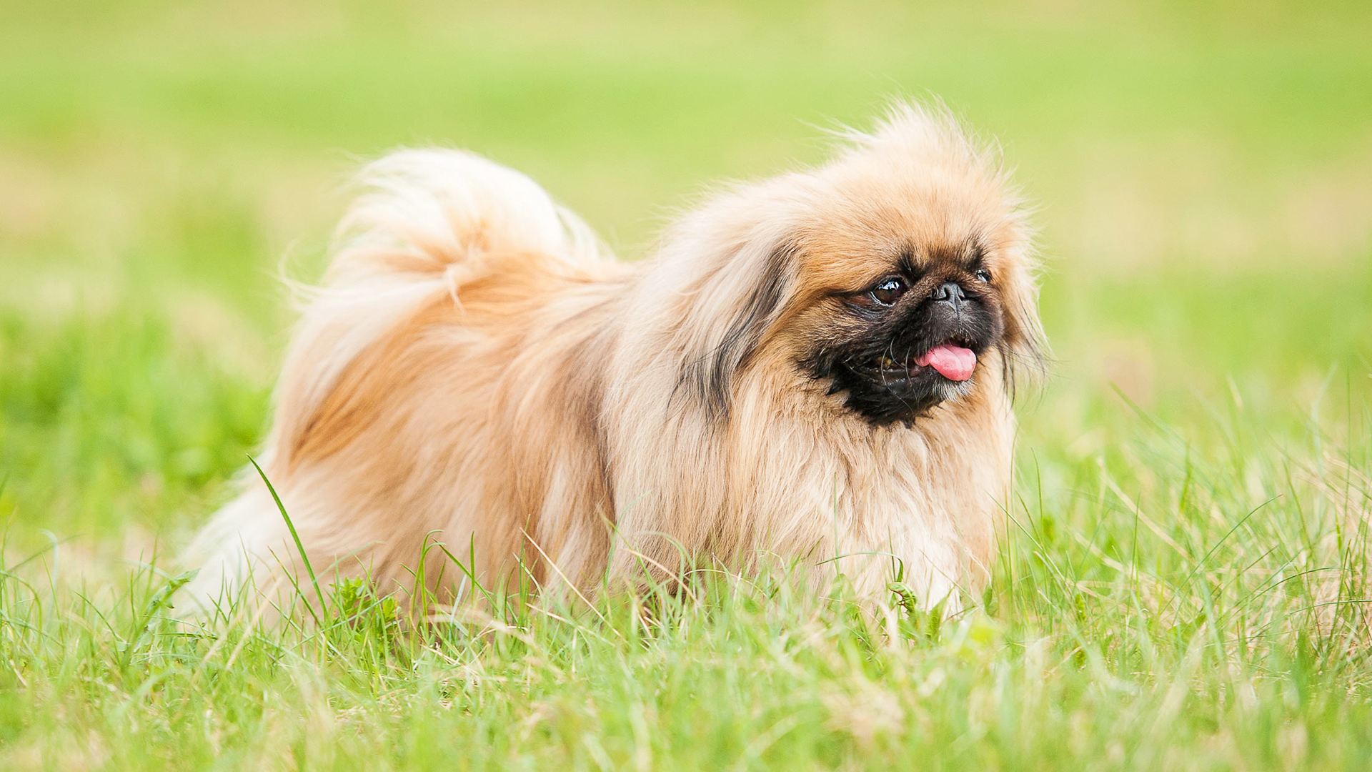 What Is The Least Expensive Purebred Dog at Barbara Regan blog