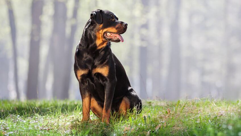 Rottweiler