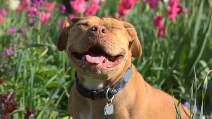 American Pit Bull Terrier dog