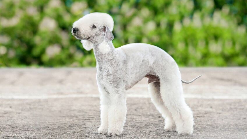 Bedlington Terrier