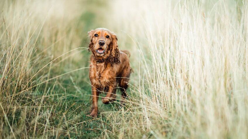 Field Spaniel dog