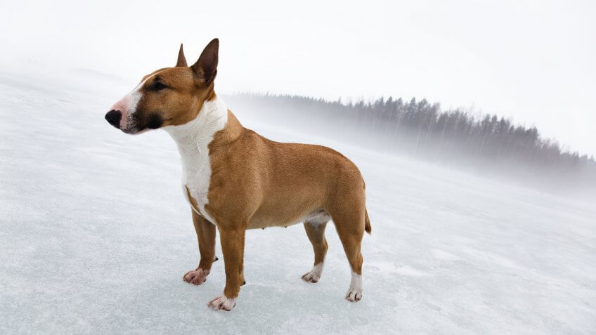 Miniature Bull Terrier