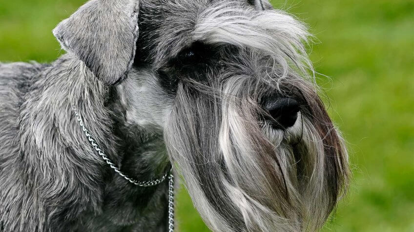 Cesky Terrier dog