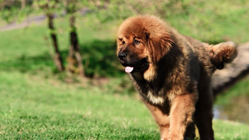 Tibetan Mastiff