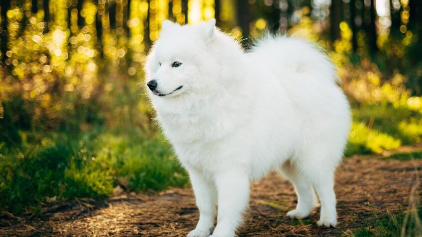 30 Most Expensive Dog Breeds Gobankingrates