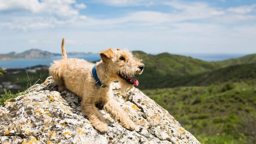 Lakeland Terrier