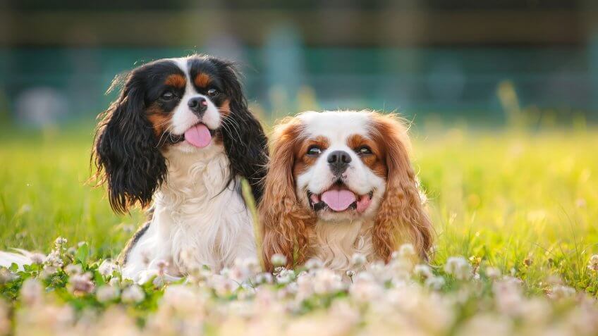 30 Most Expensive Dog Breeds 
