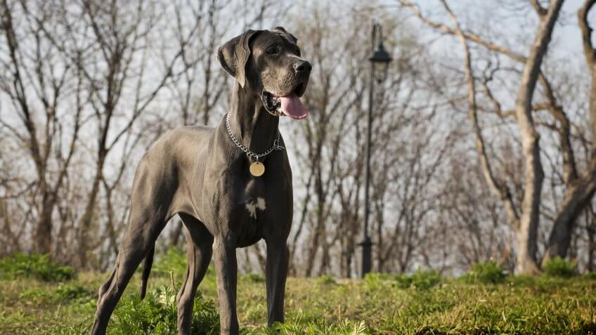 Great Dane