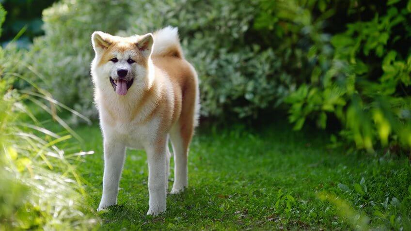 Akita