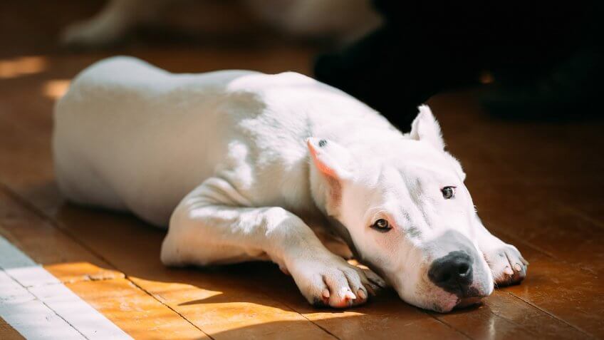 Dogo Argentino