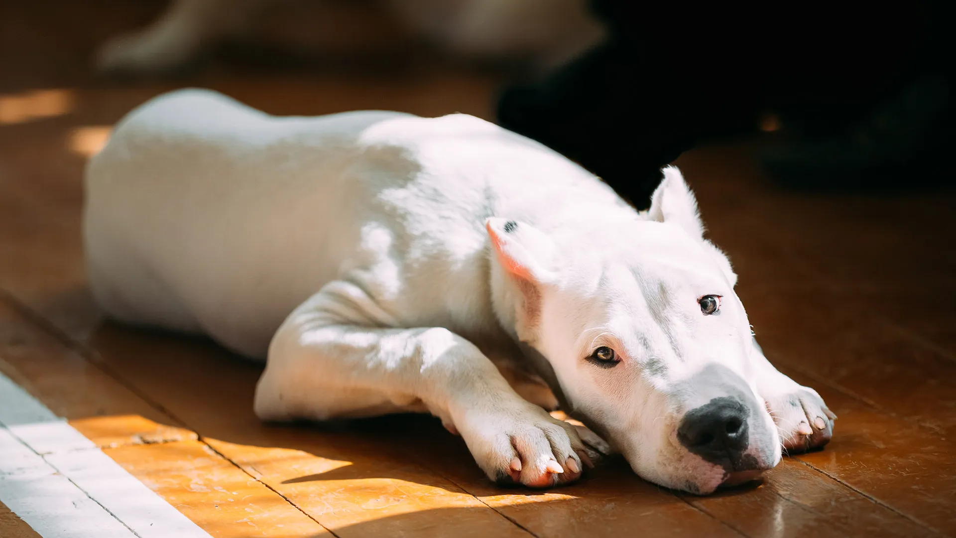 are bull terriers expensive