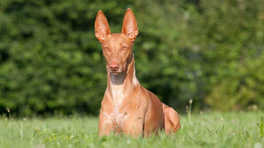Pharaoh Hound