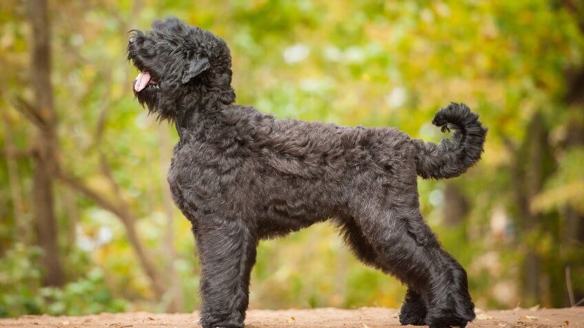 Black Russian Terrier