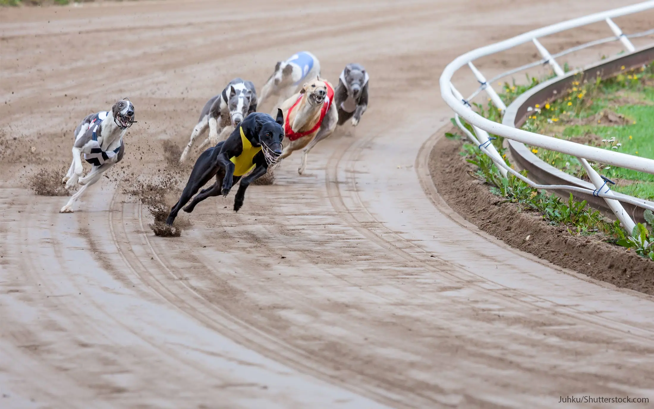 dog racing