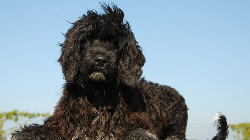 Portuguese Water Dog