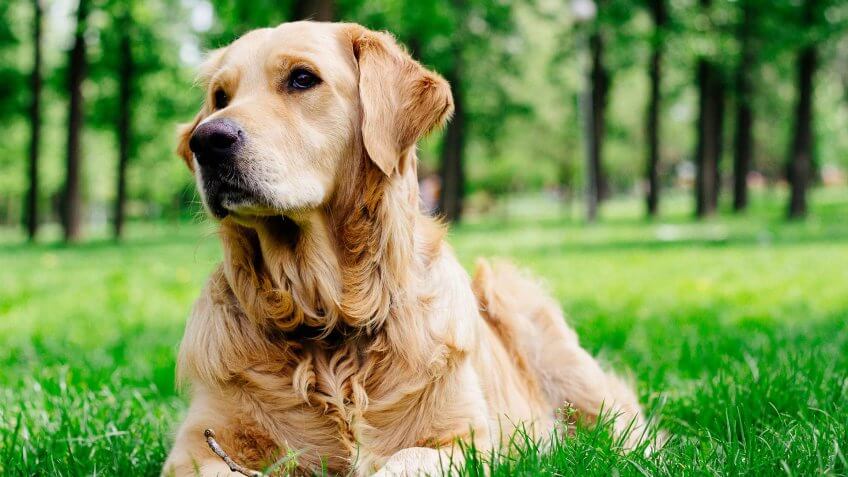 Golden Retriever