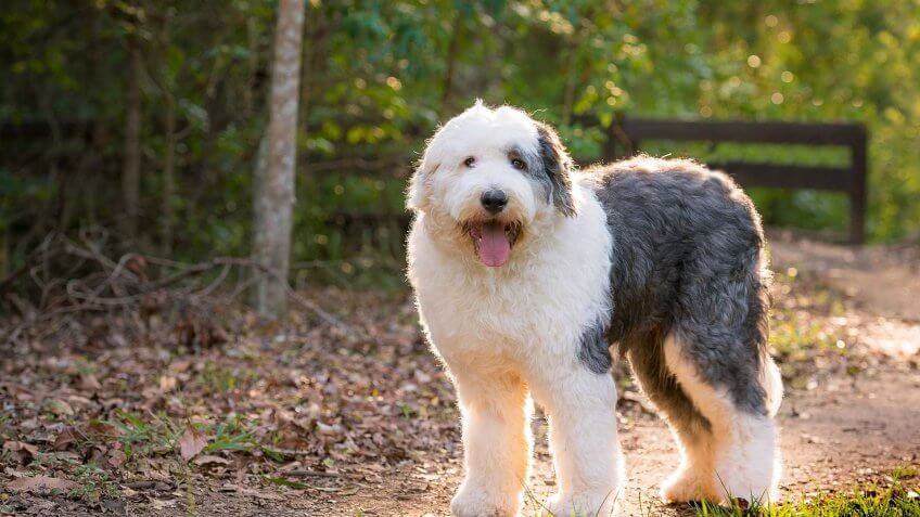 Old English Sheepdog