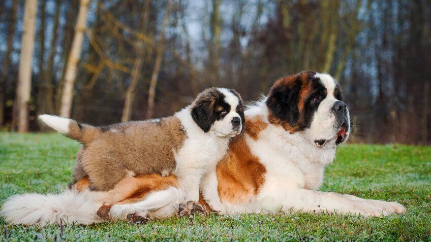 Saint Bernard