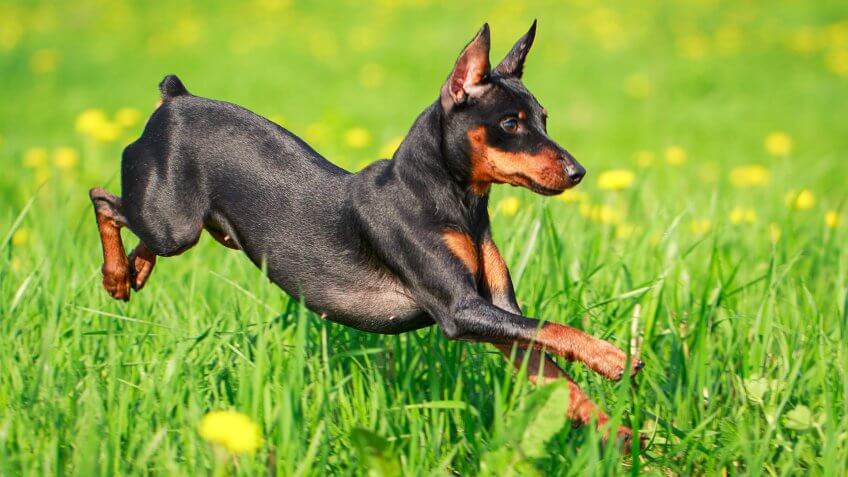 Miniature Pinscher dog