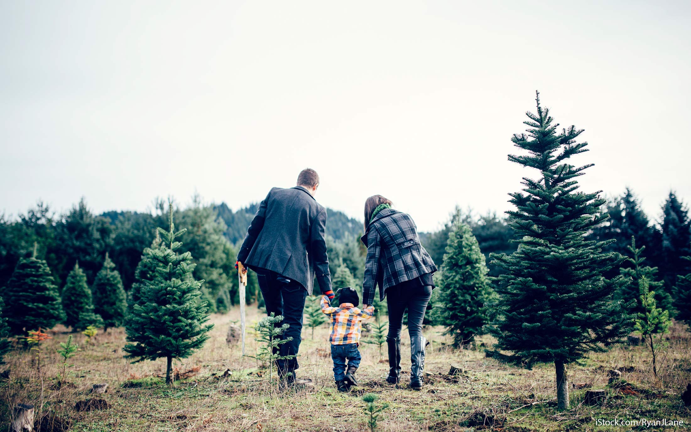  Lots d'arbres de Noël 