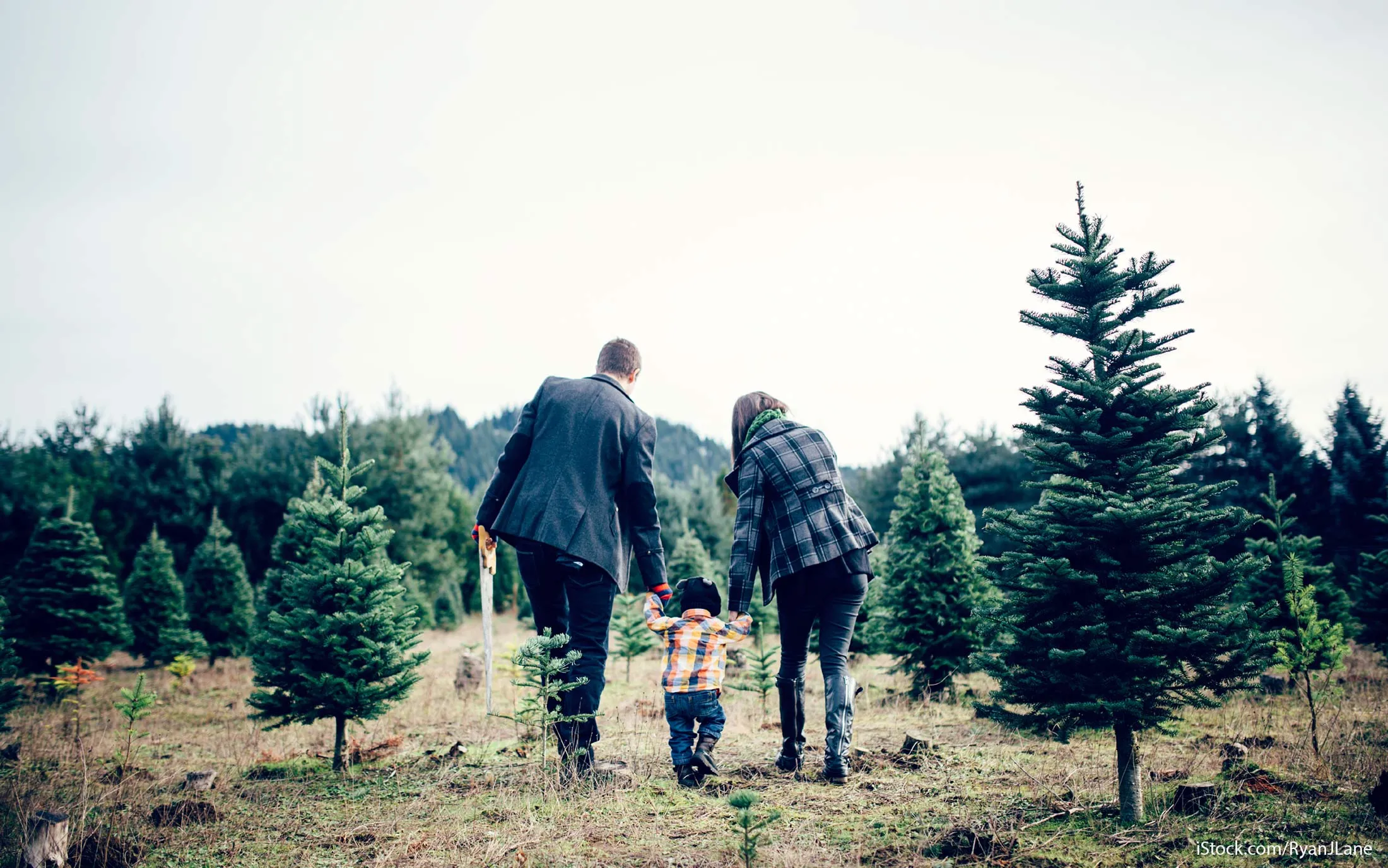 Christmas tree lots