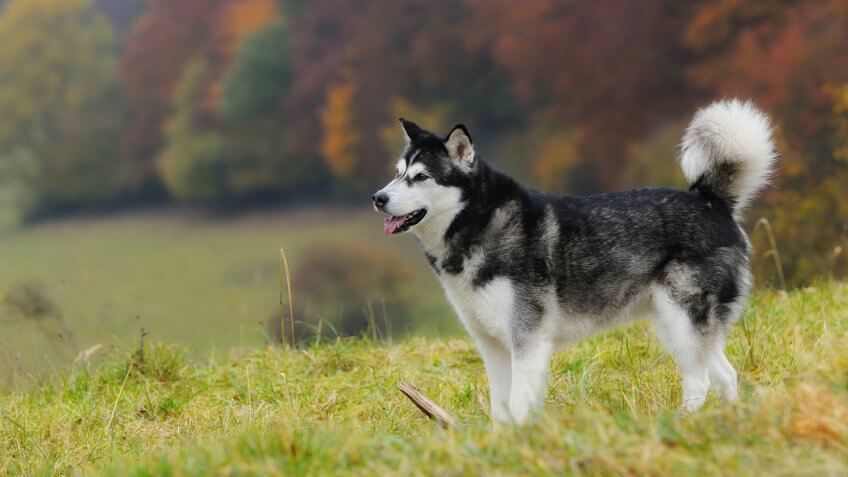 Alaskan Malamute