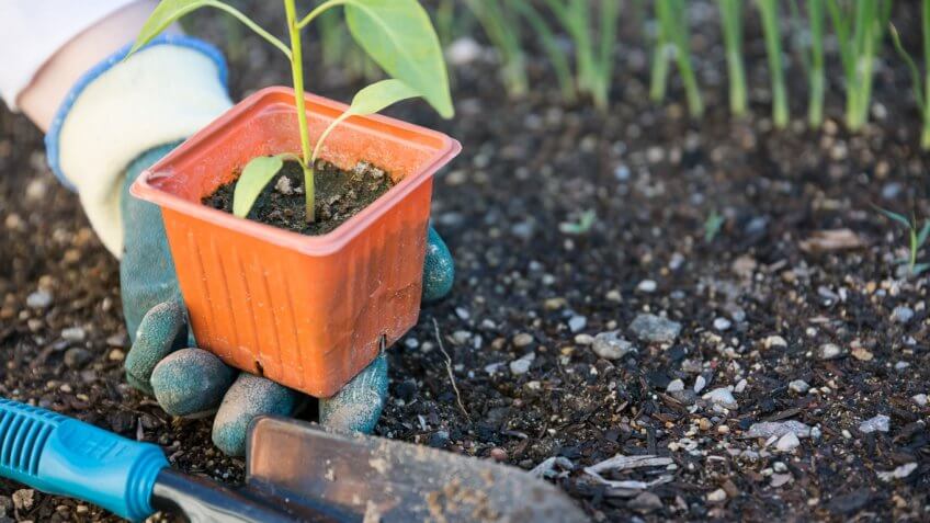 Grow Your Own Vegetables