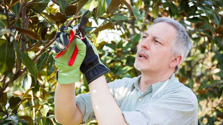 Prune Your Trees and Shrubs