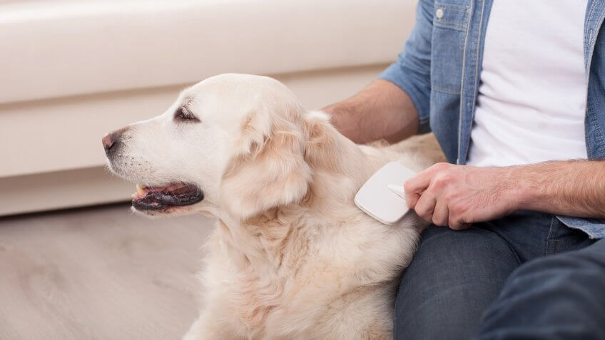 Groom Your Dog