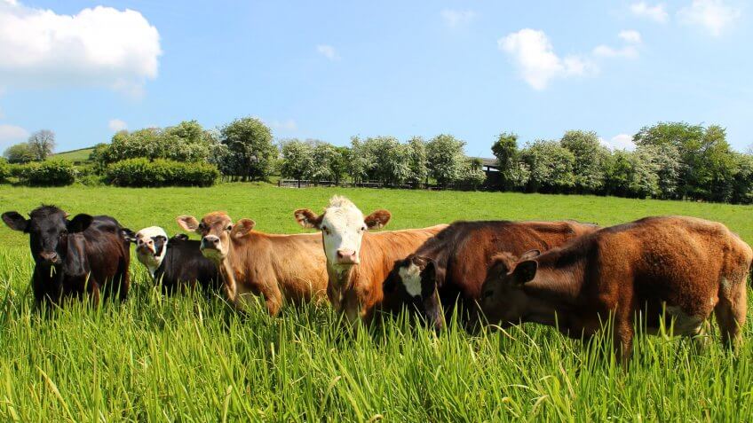 Photo showing a small herd of young Angus (black), Friesian (black and white), Guernsey (brown and white) and Jersey (brown) in a particularly lush green field, following a few weeks of heavy rain.