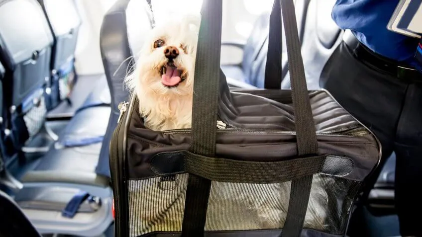 Pet Carry-On Fee