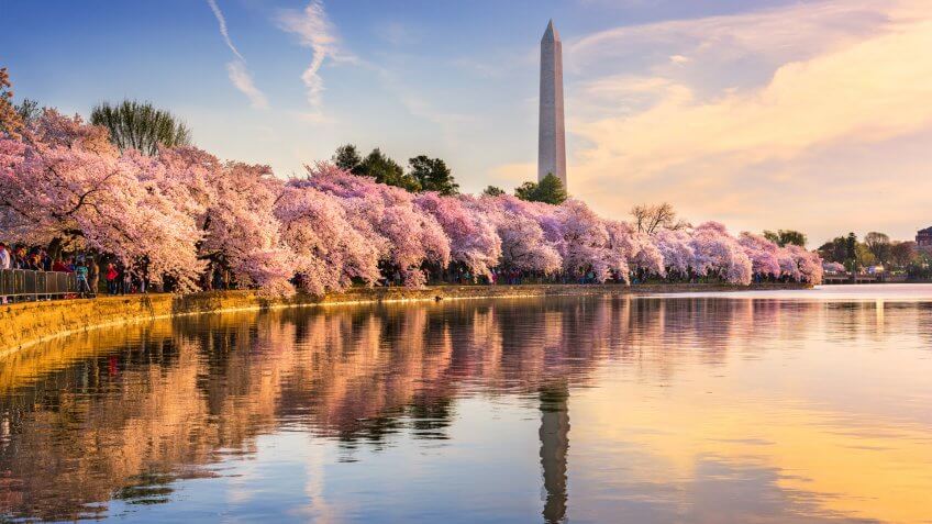 Washington DC, USA at the tidal basin with Washington Monument in spring season.