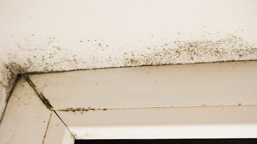 mold removal costs mold removal costs