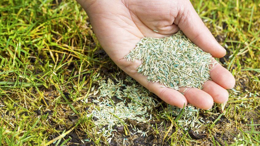 hands holding seeds on grass
