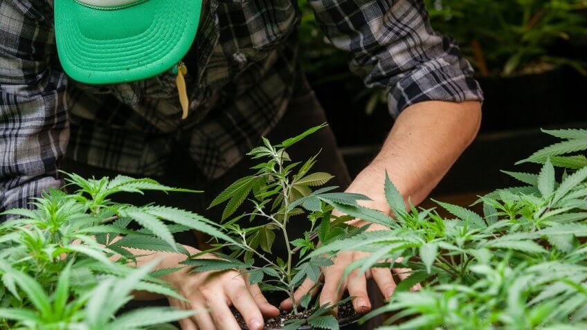 12207, Grow Marijuana — Legally