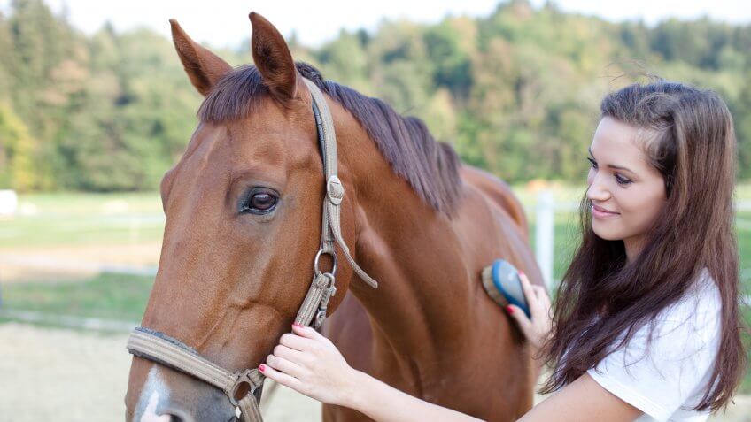 12207, Horse Sit