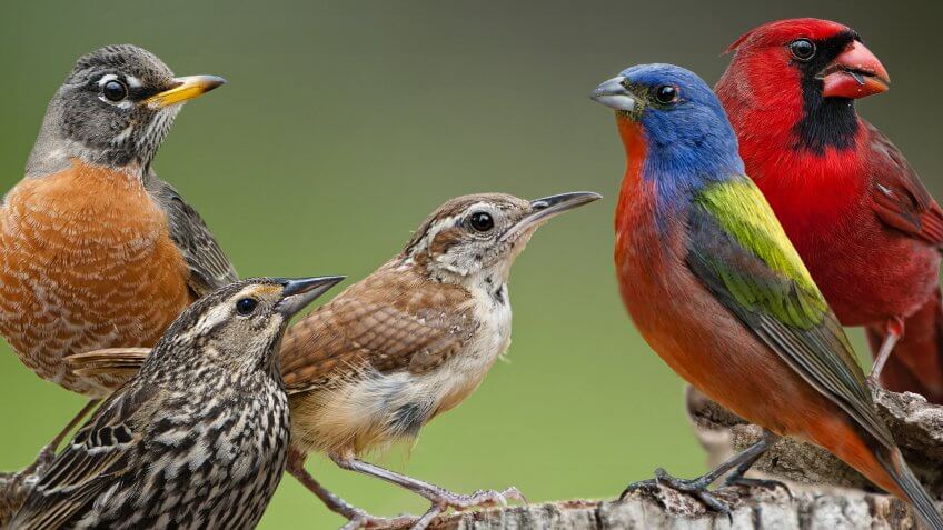 animals